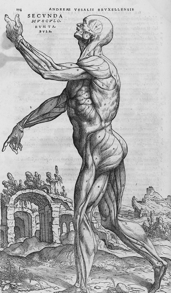 Anatomical Illustration — Vesalius, De humani corporis fabrica 1543 — Wikimedia Commons / Public domain