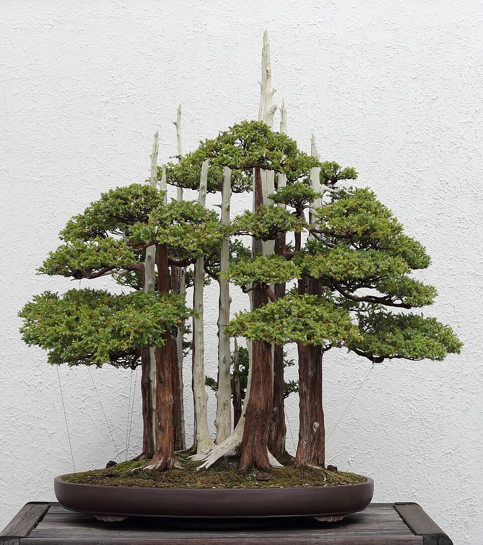 Bonsai — John Naka, Goshin (CC BY-SA 3.0) · © Sage Ross