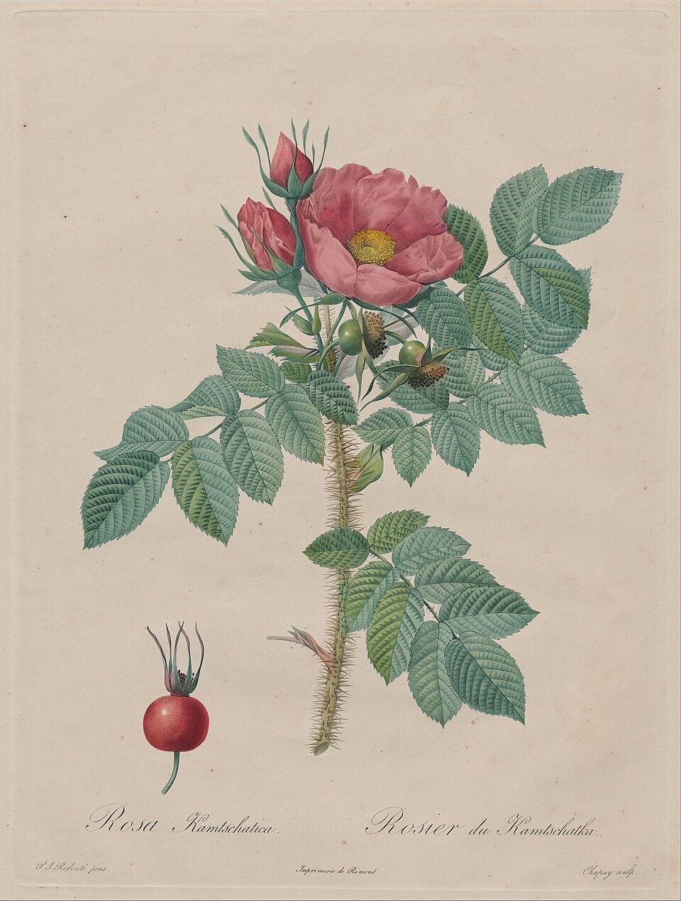 Botanical Illustration — Redouté, Les Roses 1817–24 — Wikimedia Commons / Public domain