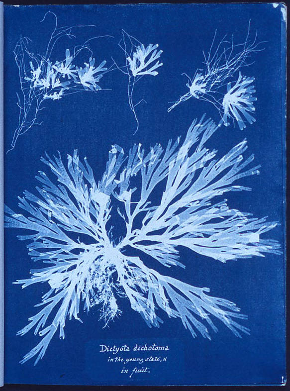 Cyanotype — Anna Atkins, Dictyota dichotoma, 1843–53 — Wikimedia Commons / Public domain