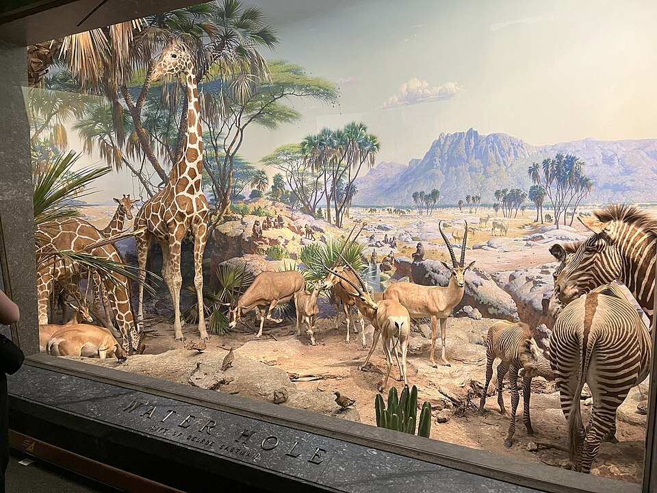 Habitat Diorama — AMNH "Water Hole" diorama (CC BY 4.0) · © Vicpeters