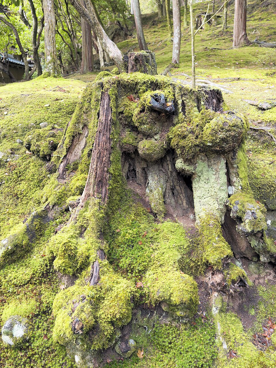Moss Garden — Moss garden of Saihō-ji (CC BY 4.0) · © Hyppolyte de Saint-Rambert