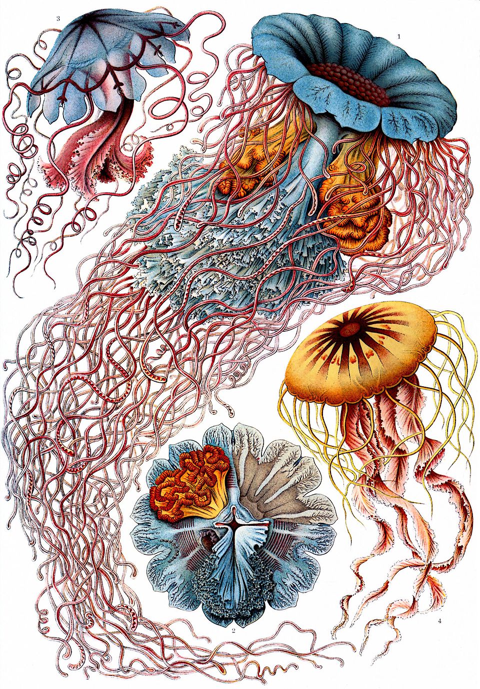 Natural History Plate — Haeckel, Art Forms in Nature, jellyfish — Wikimedia Commons / Public domain
