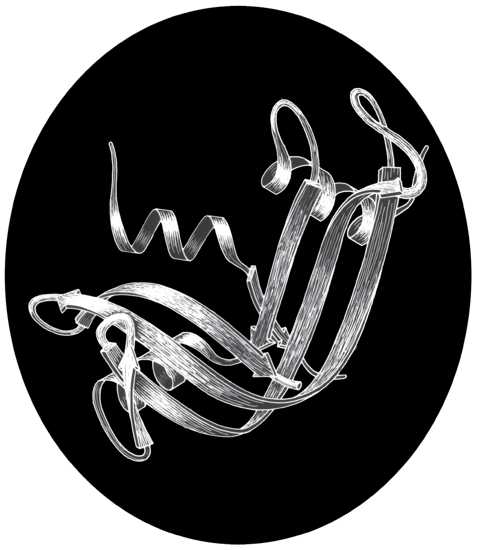 Scratchboard — Jane S. Richardson, hand-drawn ribonuclease S ribbon diagram on scratchboard — image: Dcrjsr — Wikimedia Commons / CC BY 3.0