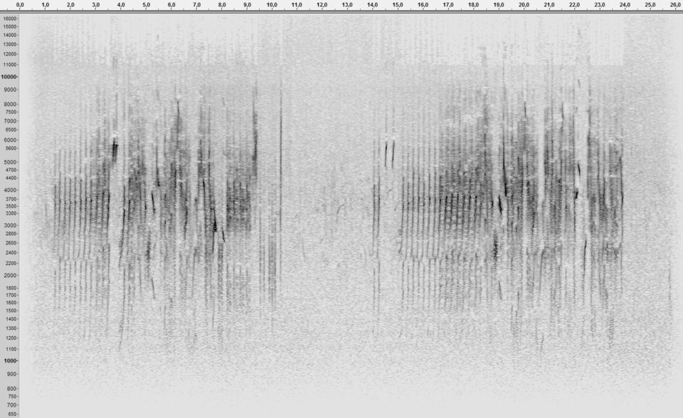 Spectrogram — Spectrogram of birdsong — Wikimedia Commons / Public domain