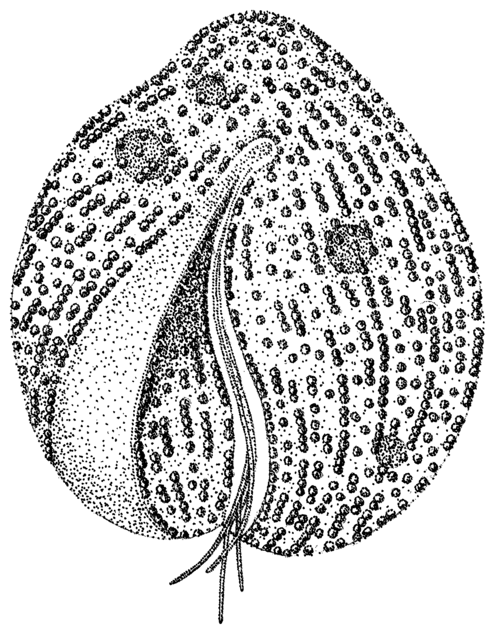 Stippling — Stippled scientific line drawing of Auranticordis quadriverberis — Chitchai Chantangsi, Heather J. Esson and Brian S. Leander — Chitchai Chantangsi, Heather J Esson and Brian S Leander — Wikimedia Commons / CC BY 2.0