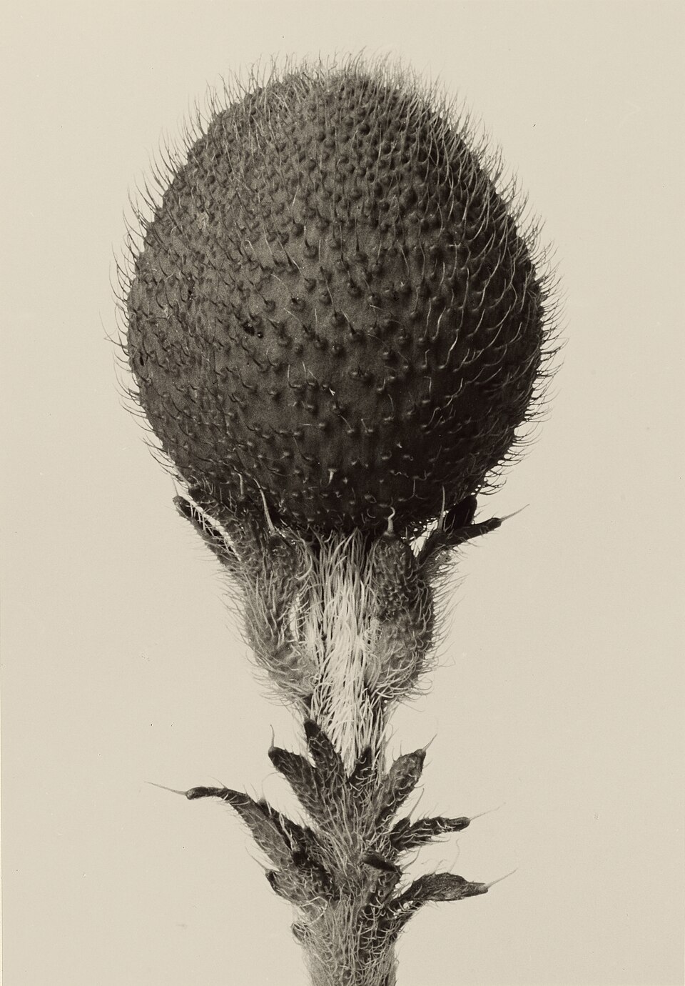 New Objectivity Photography — Plant photograph by Blossfeldt — Wikimedia Commons / Public domain